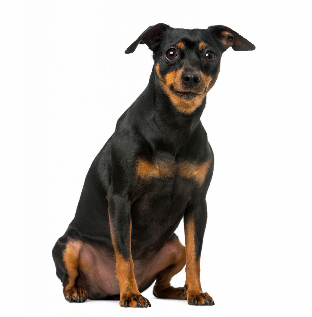 pinscher miniatura preto