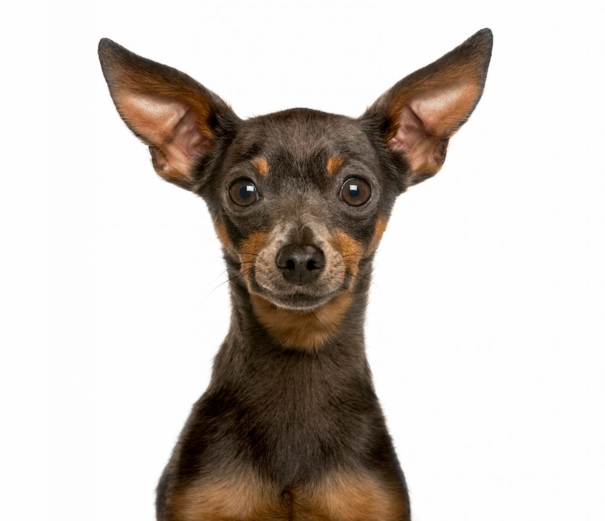 pinscher miniatura marrom