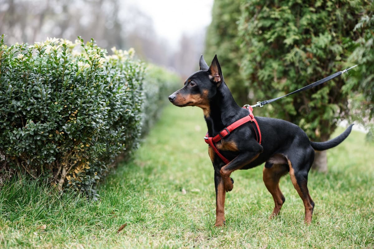 Pinscher miniatura preto