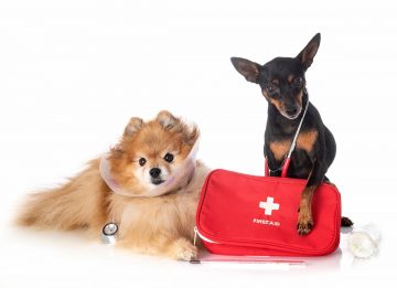 dois cães com kit de primeiros socorros