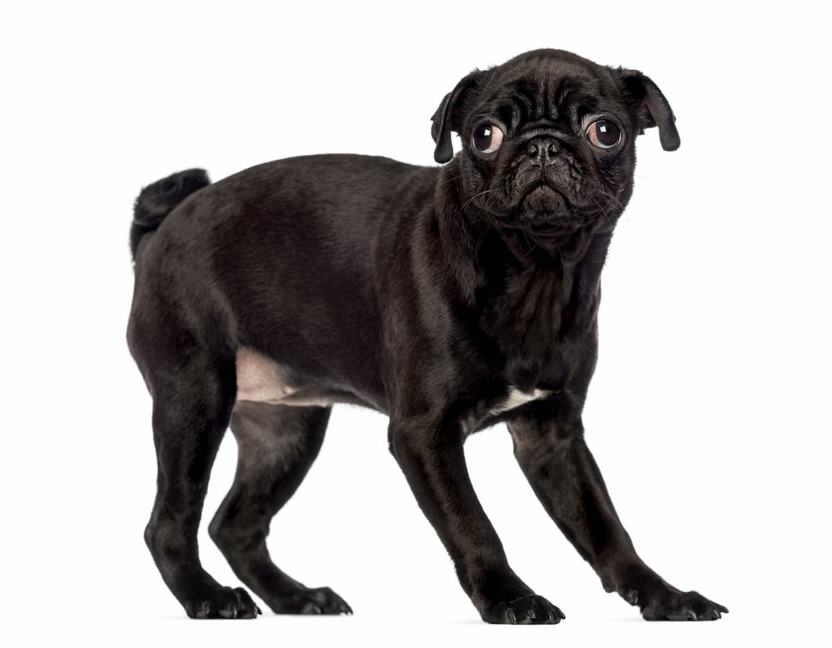 pug preto com medo