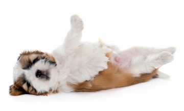 shihtzu deitado com barriga pra cima