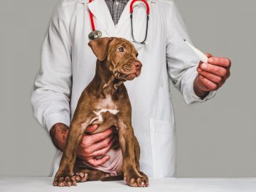 veterinário com um cachorro marrom e um termômetro