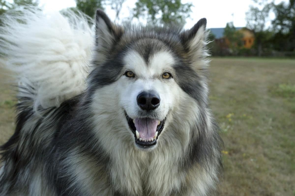 Malamute do Alasca