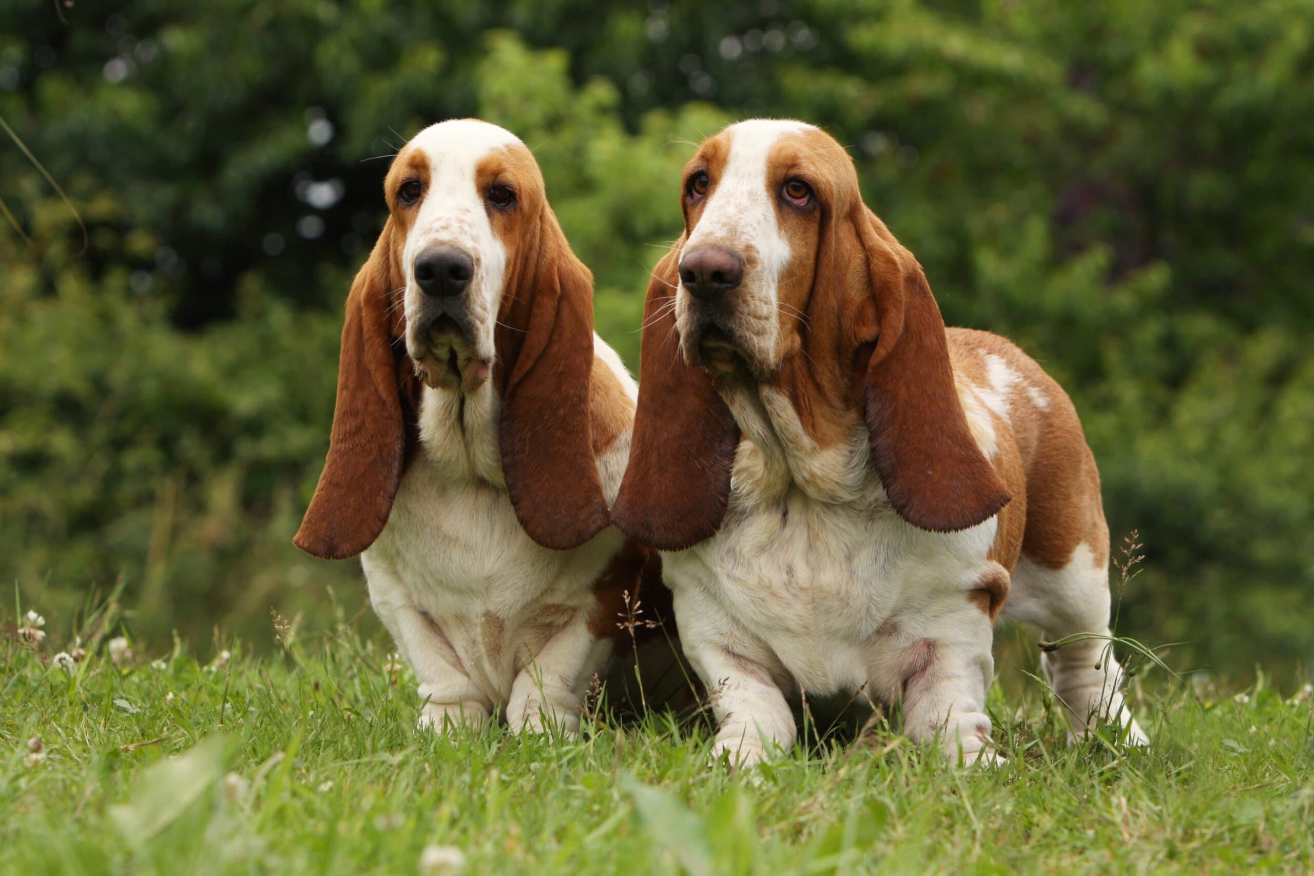 Basset hound