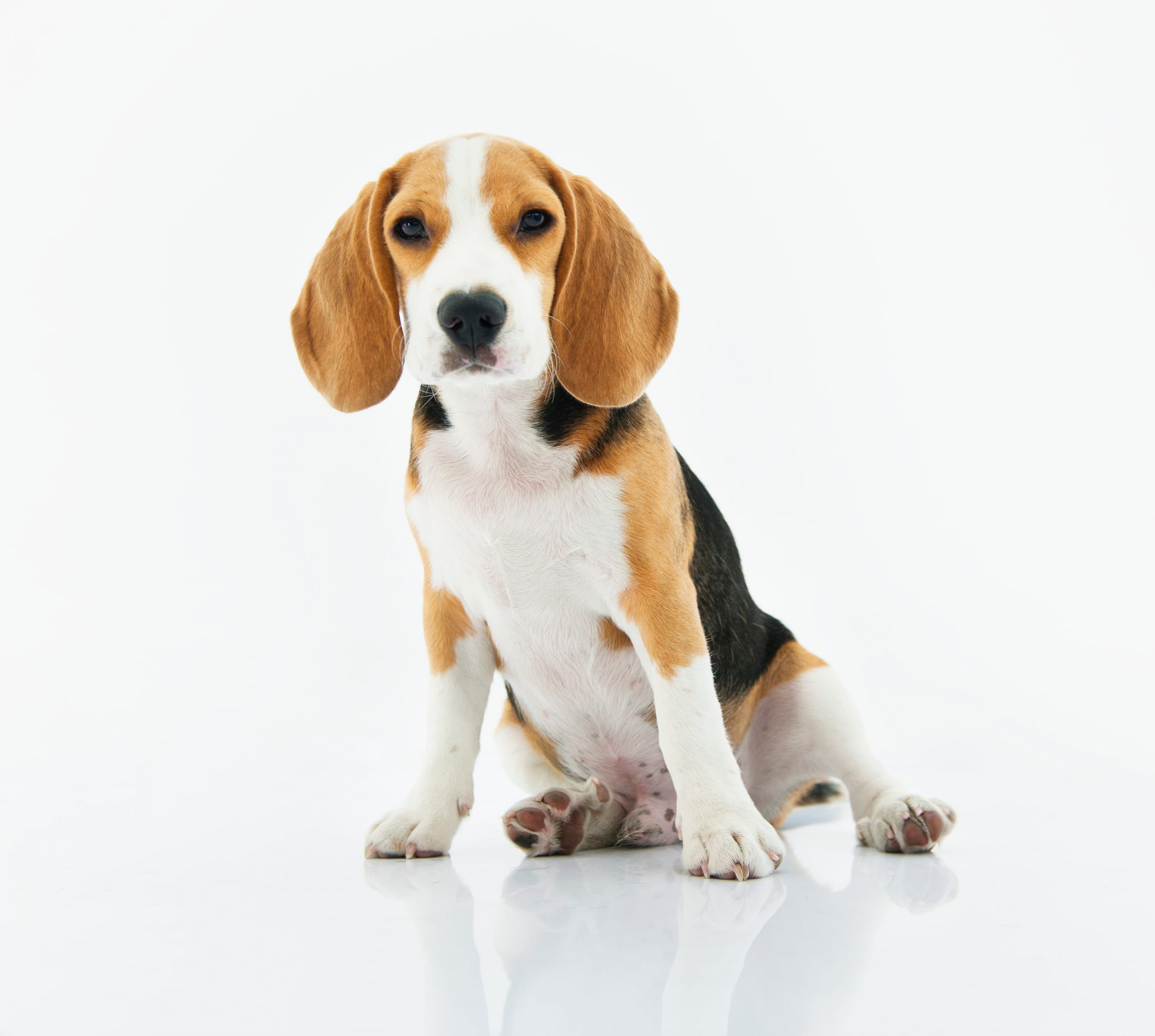 beagle sentado fundo branco