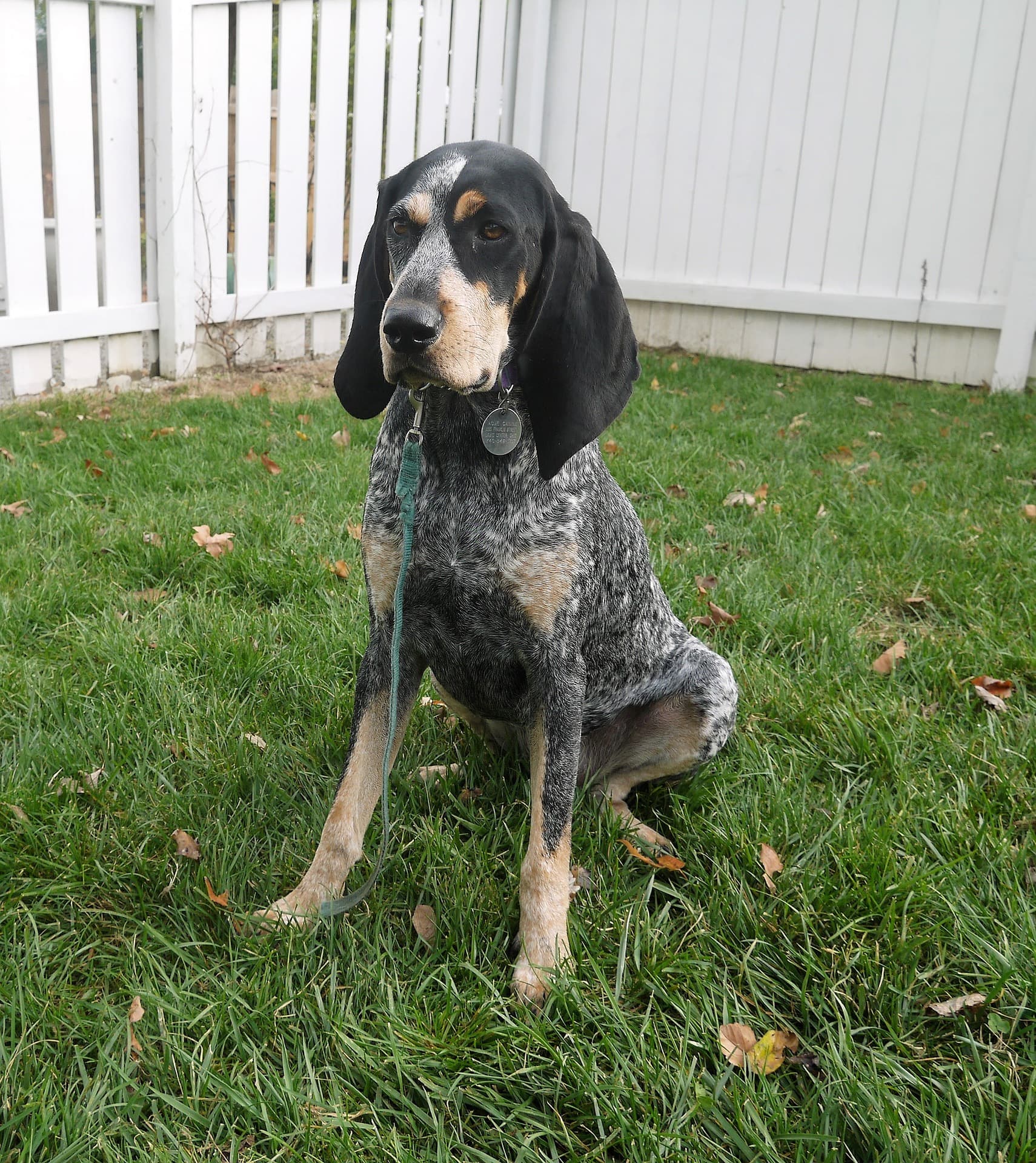 Coonhound na grama