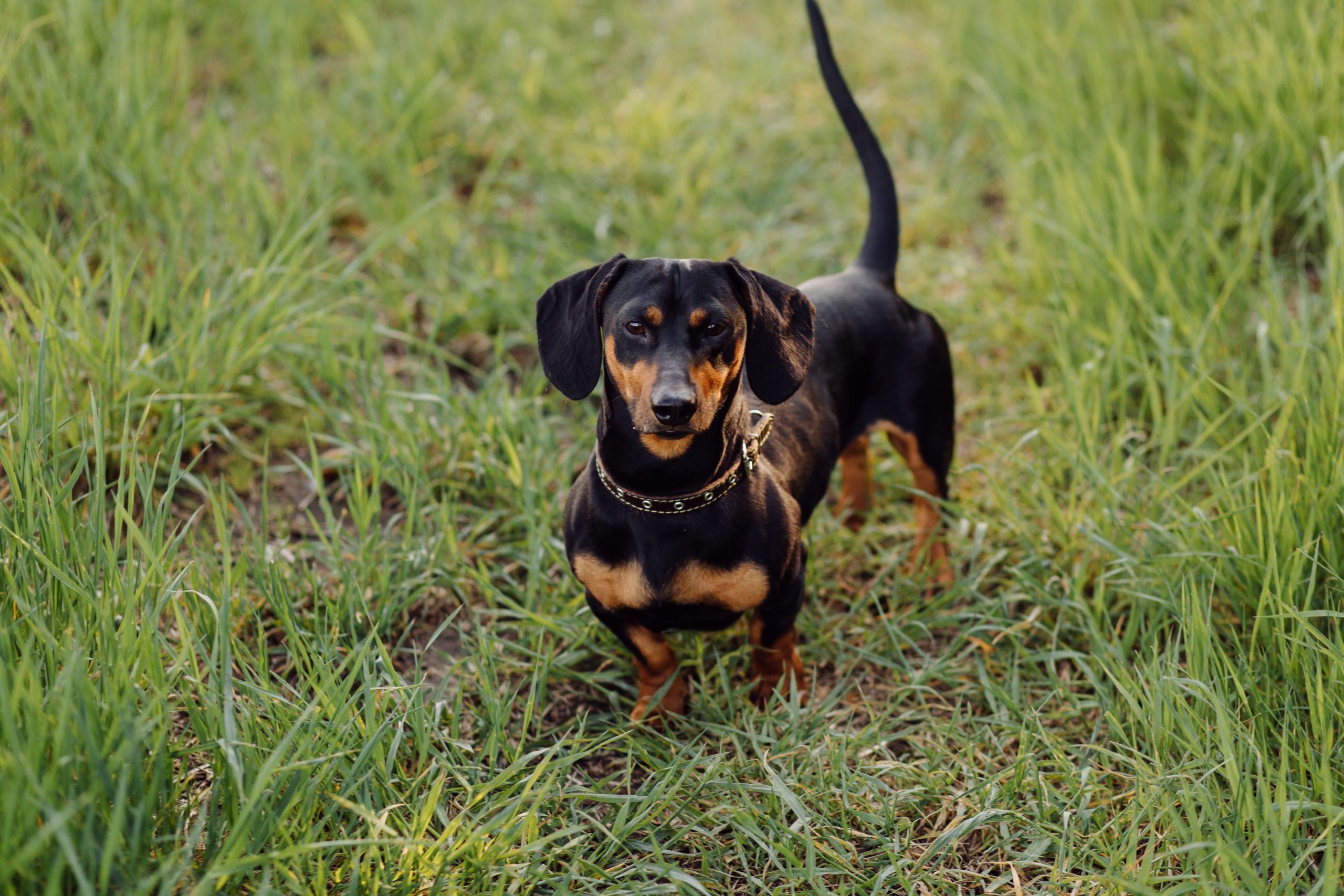 Dachshunds na grama