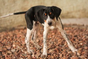 foxhound preto e branco