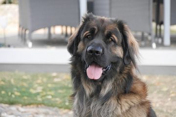 Leonberger