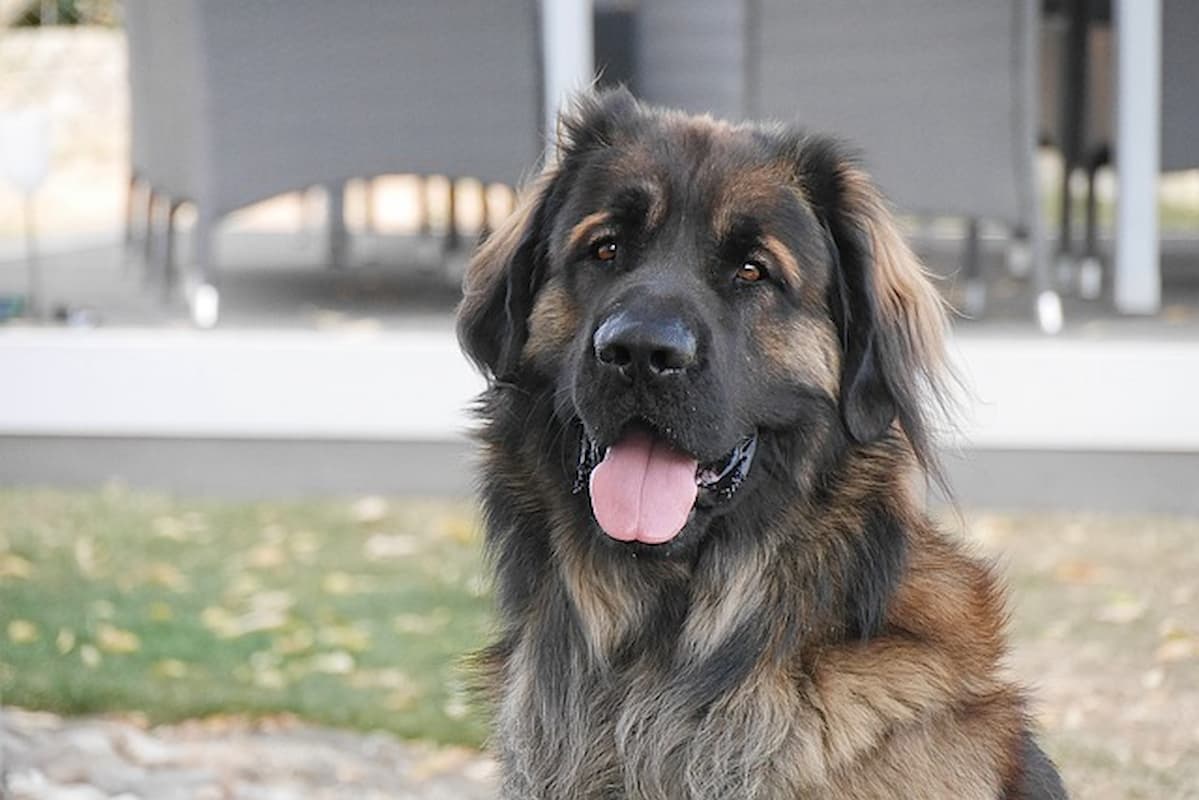 Leonberger