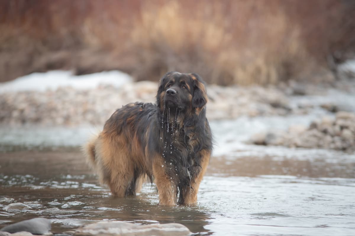 Leonberger na água