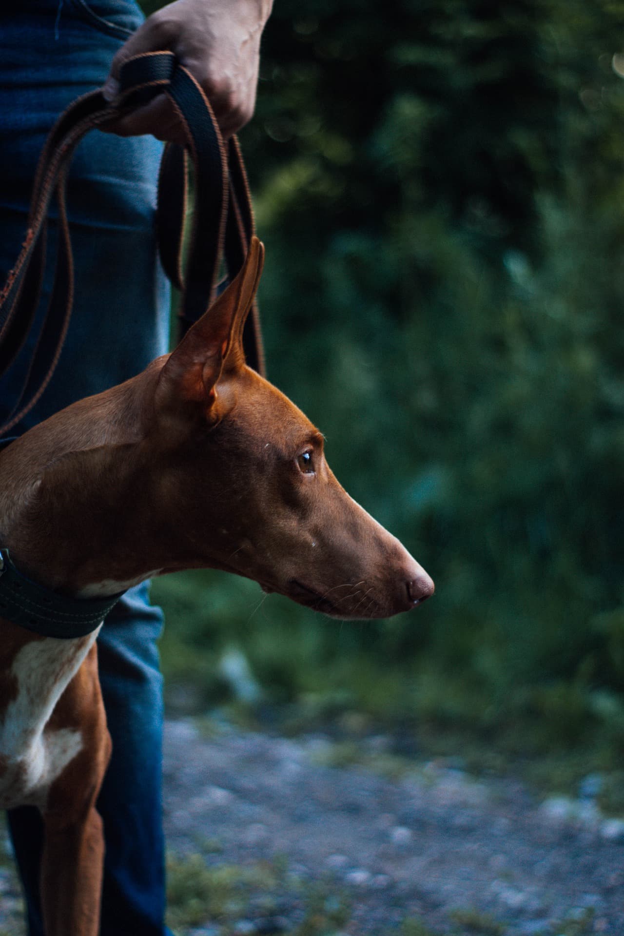 Pharaoh-hound