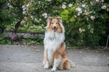 Rough collie