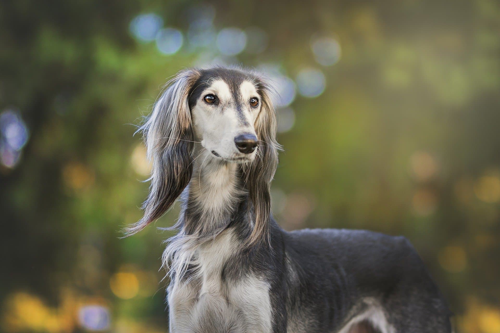 Saluki: características, personalidade, curiosidades e preço - Adoro Pets