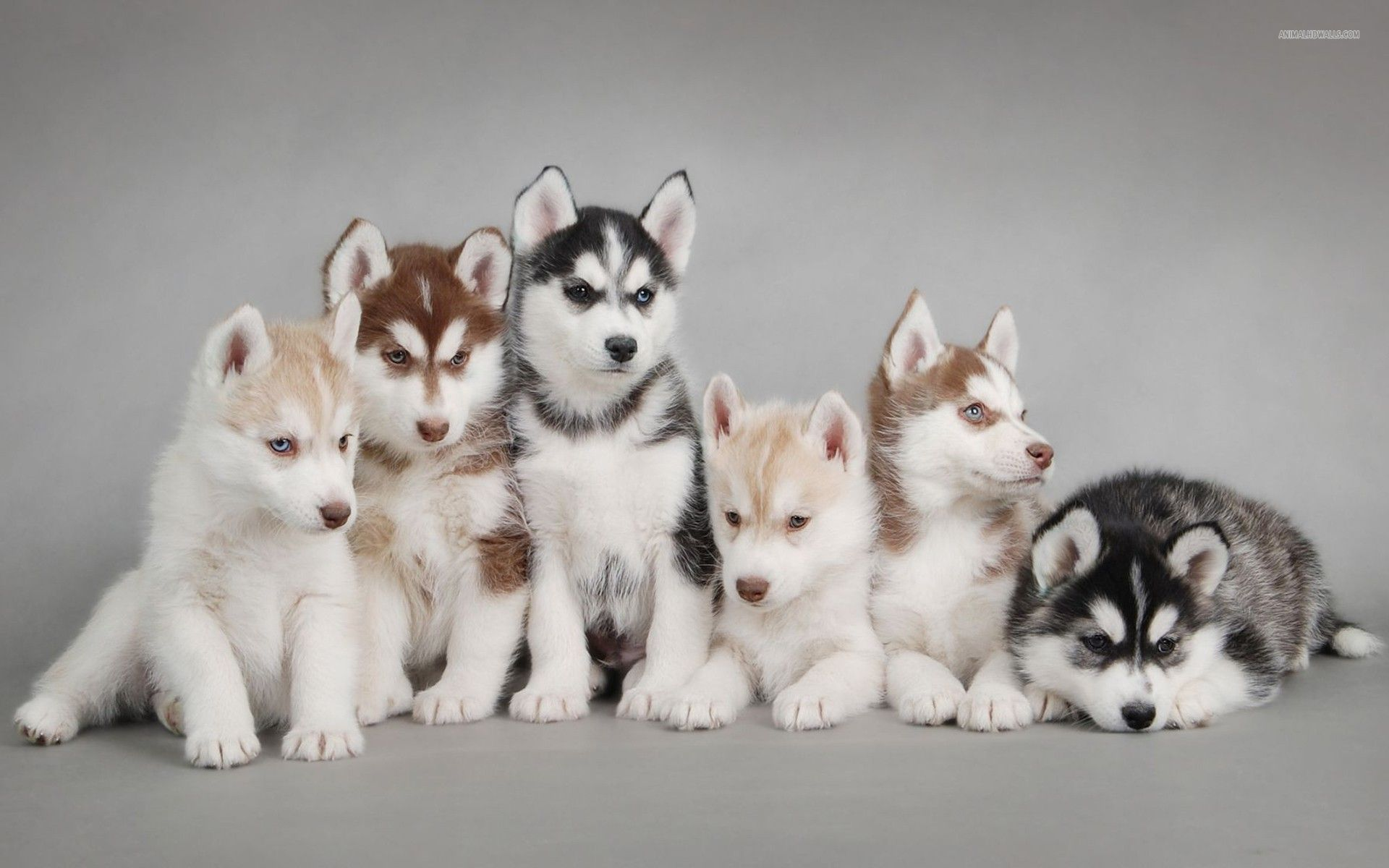 Husky siberiano