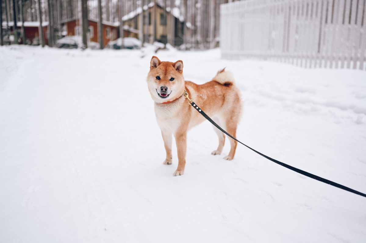 akita na neve