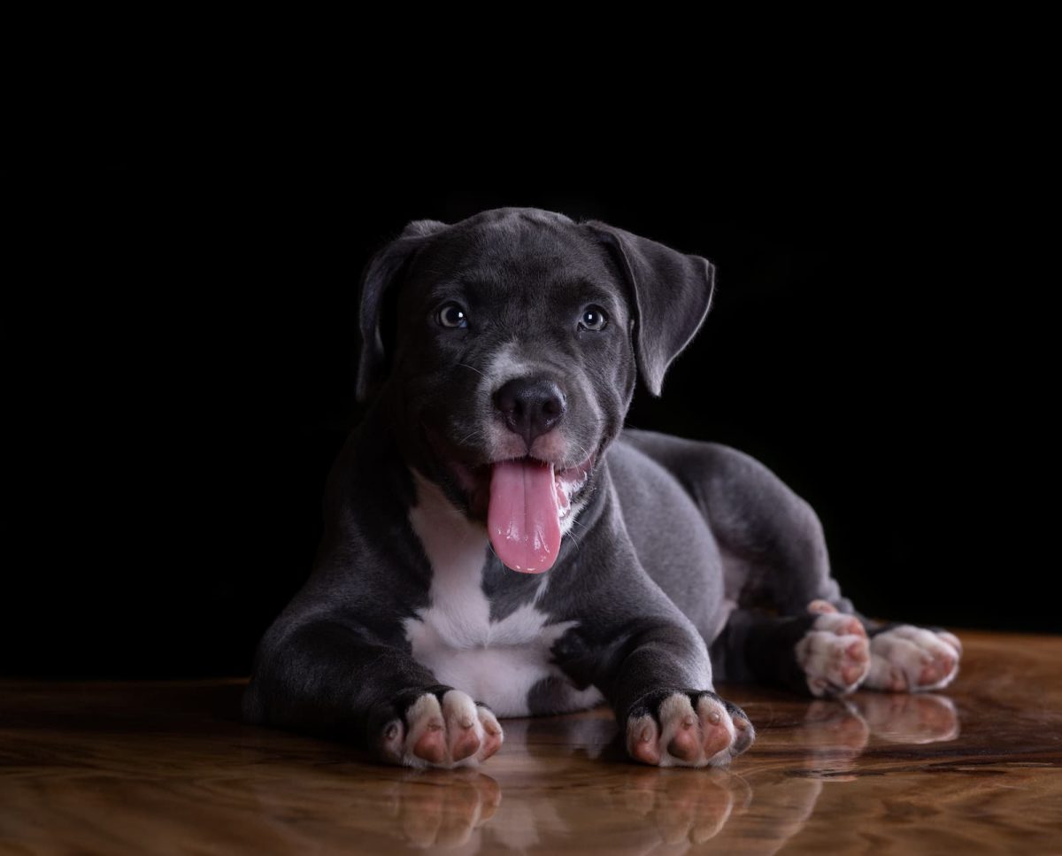 Staffordshire Bull Terrier deitado