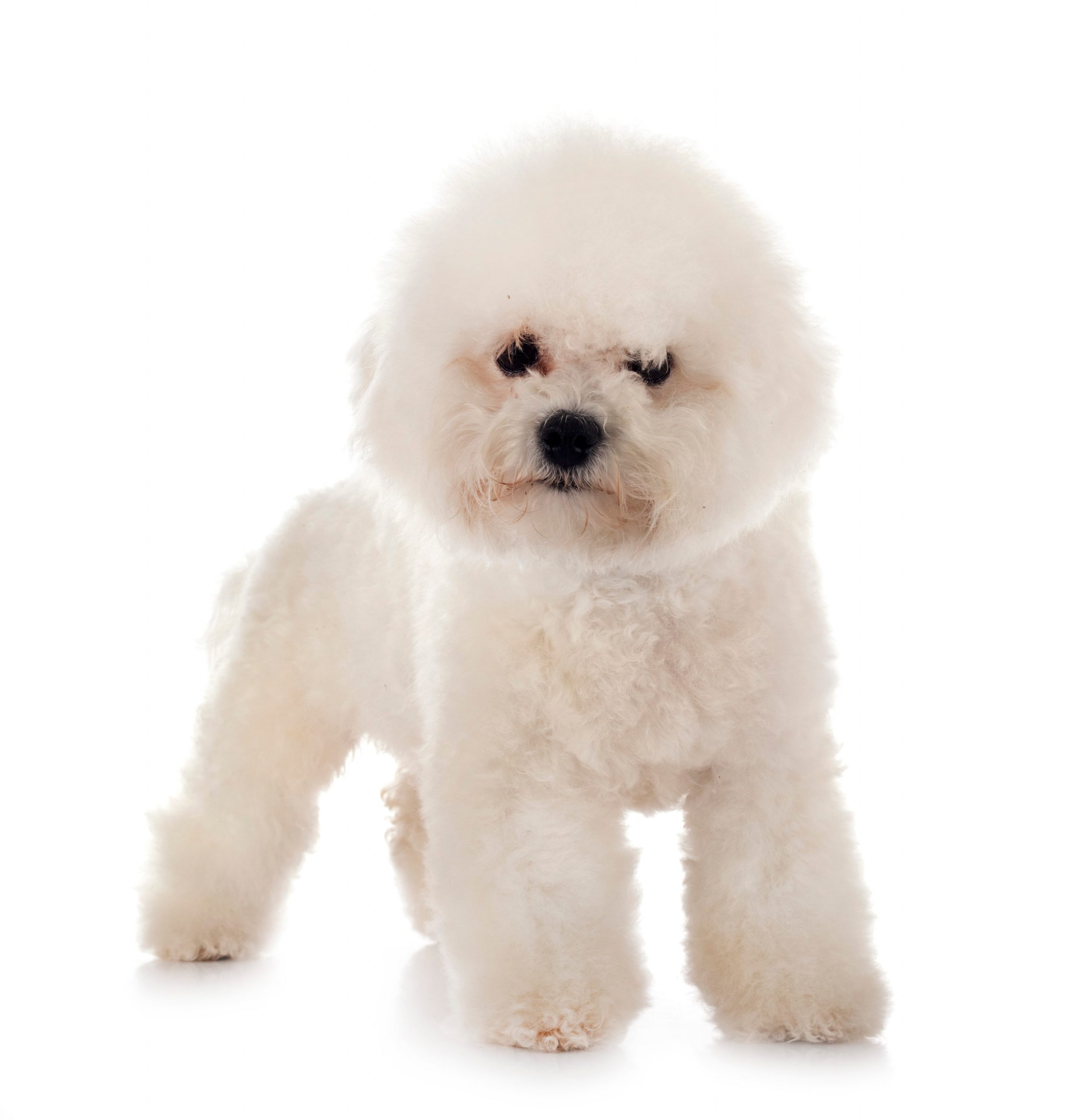 bichon frise