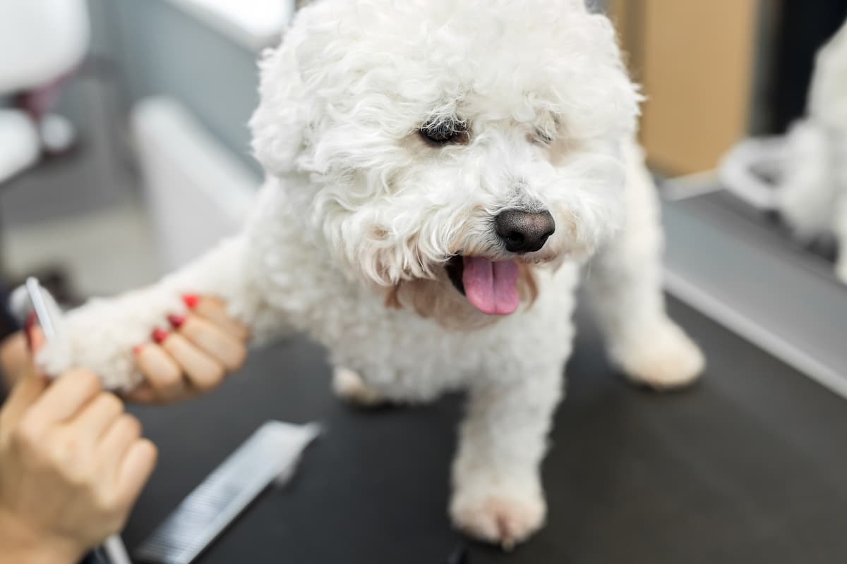 bichon frise escovando a pata