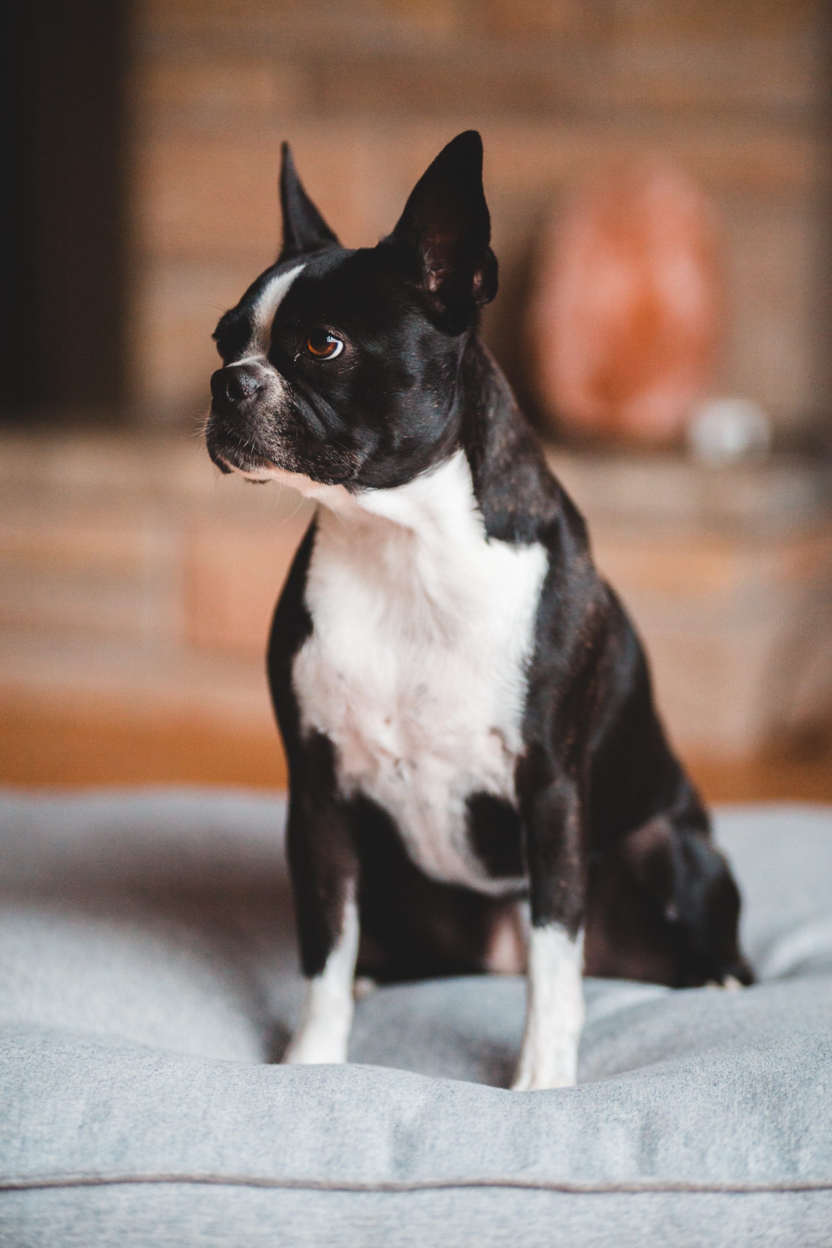 boston terrier