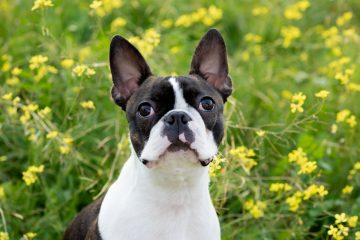 boston terrier na grama