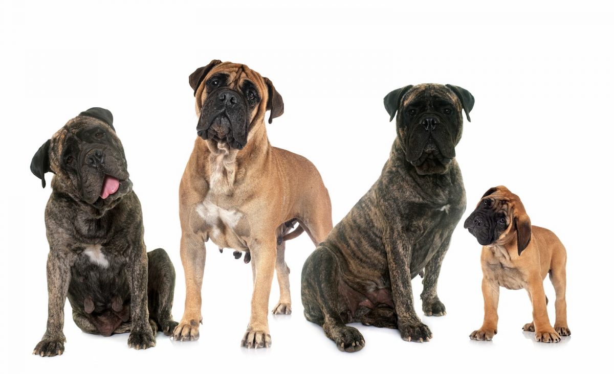 bullmastiff cores