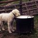 cachorro bebendo leite
