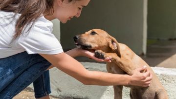 cachorro caramelo recebendo carinho na barriga