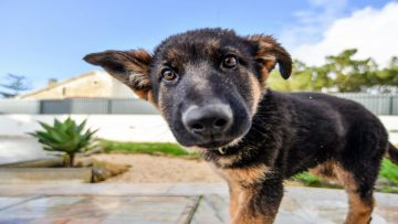 cachorro com focinho inchado