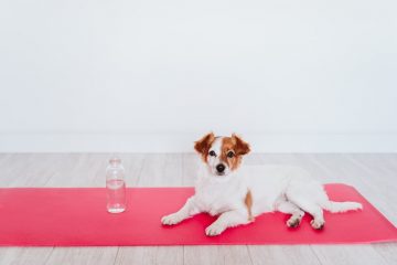 cachorro com garrafa de água