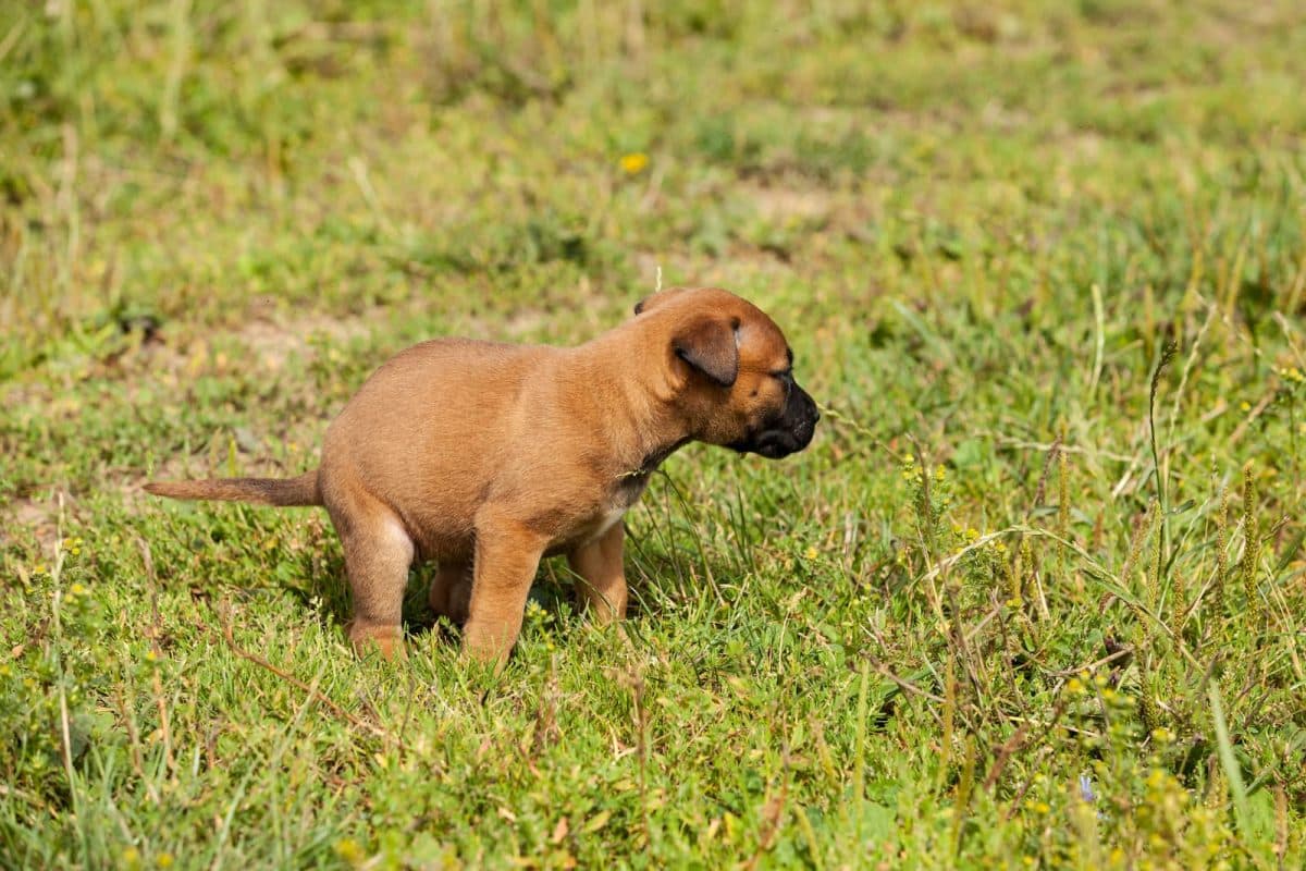 cachorro fazendo coco na grama