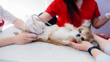 cachorro fazendo ultrassom