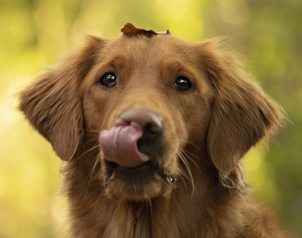 cachorro com a lingua pra fora
