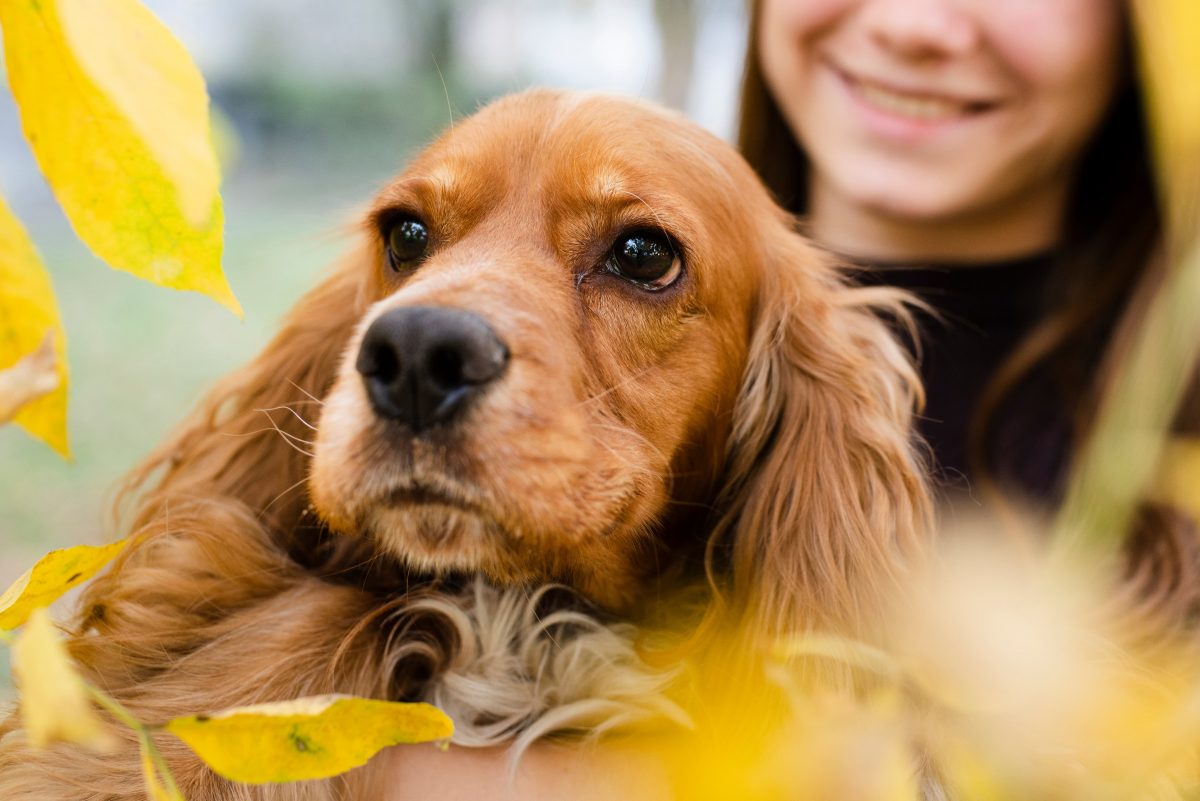 cocker spaniel folhas