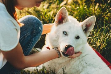 husky lambendo a dona