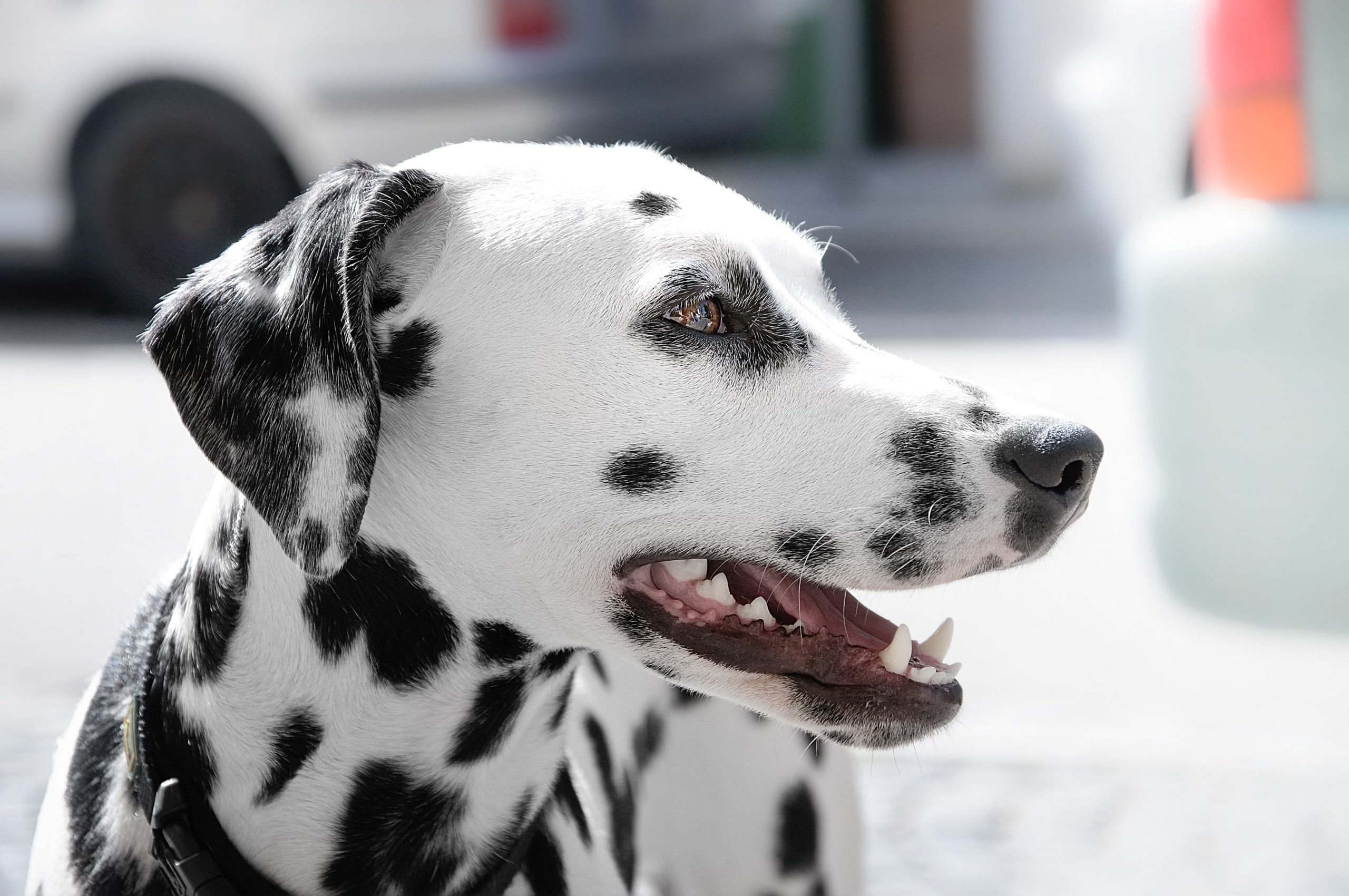 dalmata