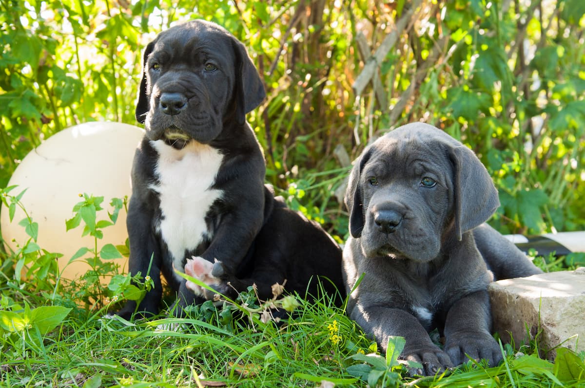 dois dogue alemão filhotes