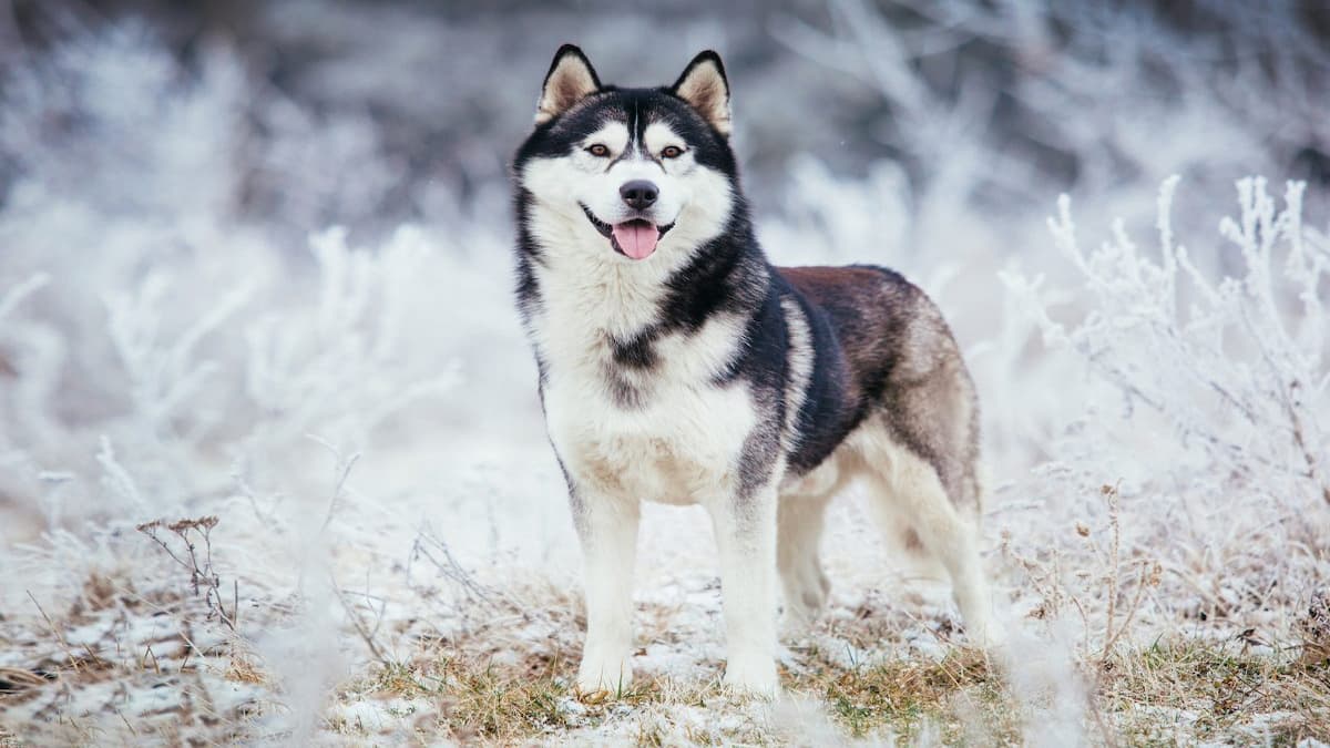 husky siberiano na neve