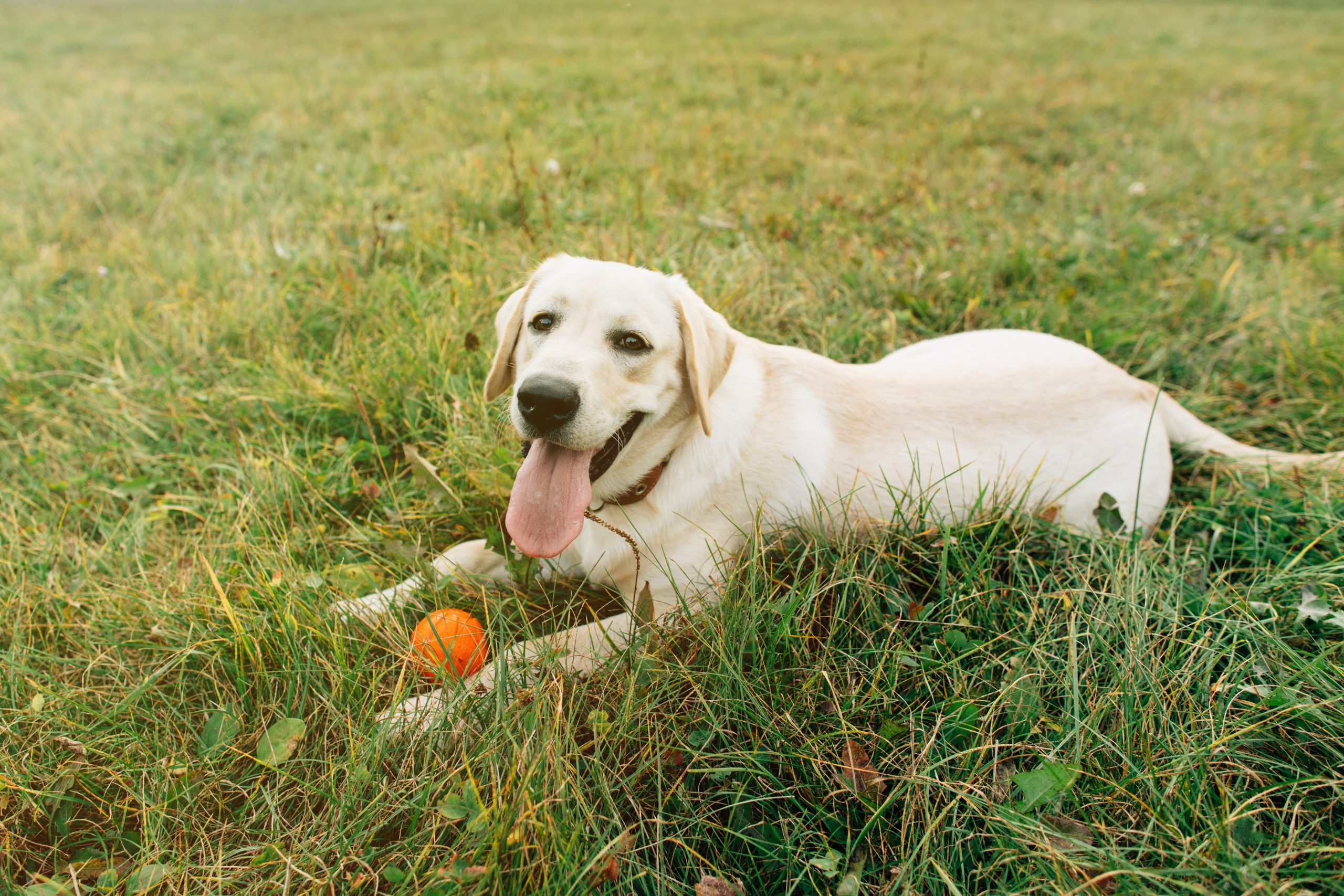 labrador branco com bolinha