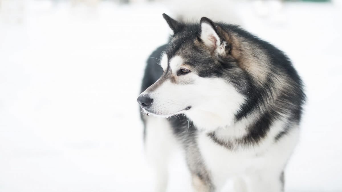 Malamute do Alasca na neve