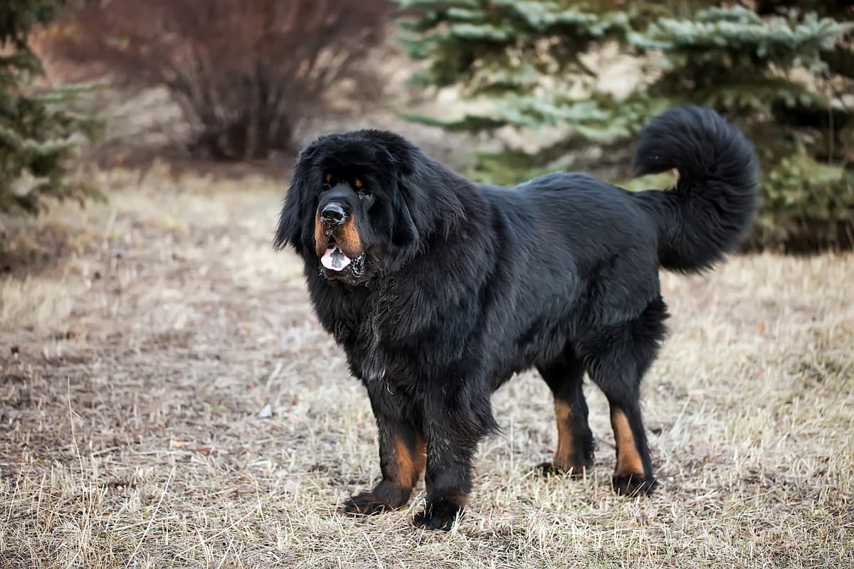 mastim tibetano preto