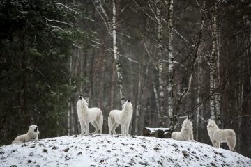 matilha de cachorro branco na neve