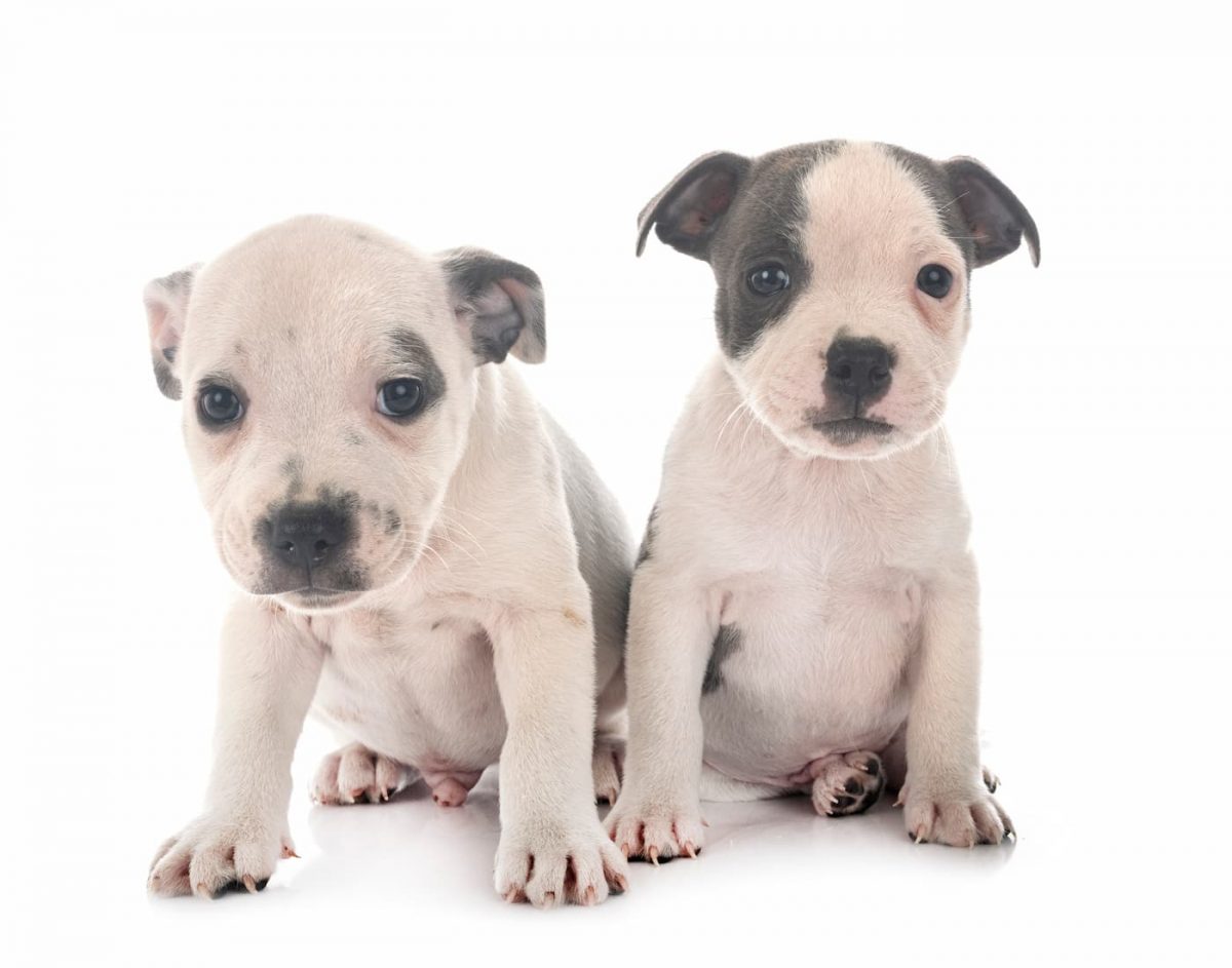 Staffordshire Bull Terrier filhote