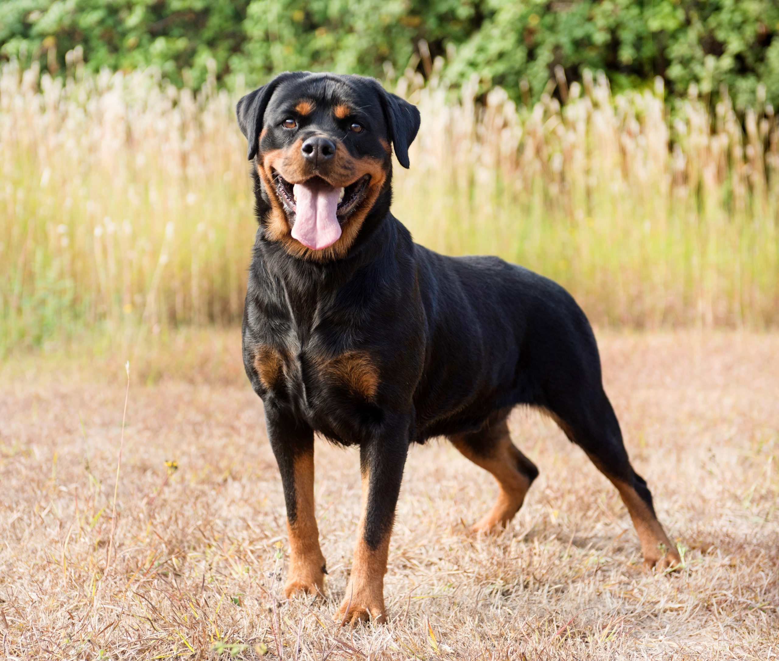 rottweiler na grama