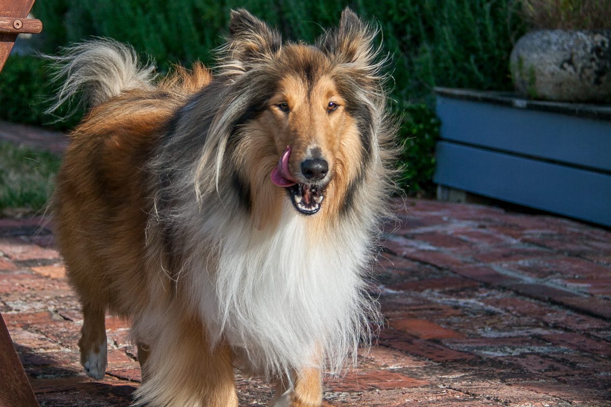 rough collie