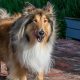 rough collie