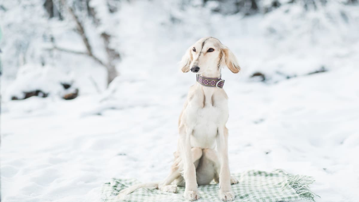 saluki branco na neve