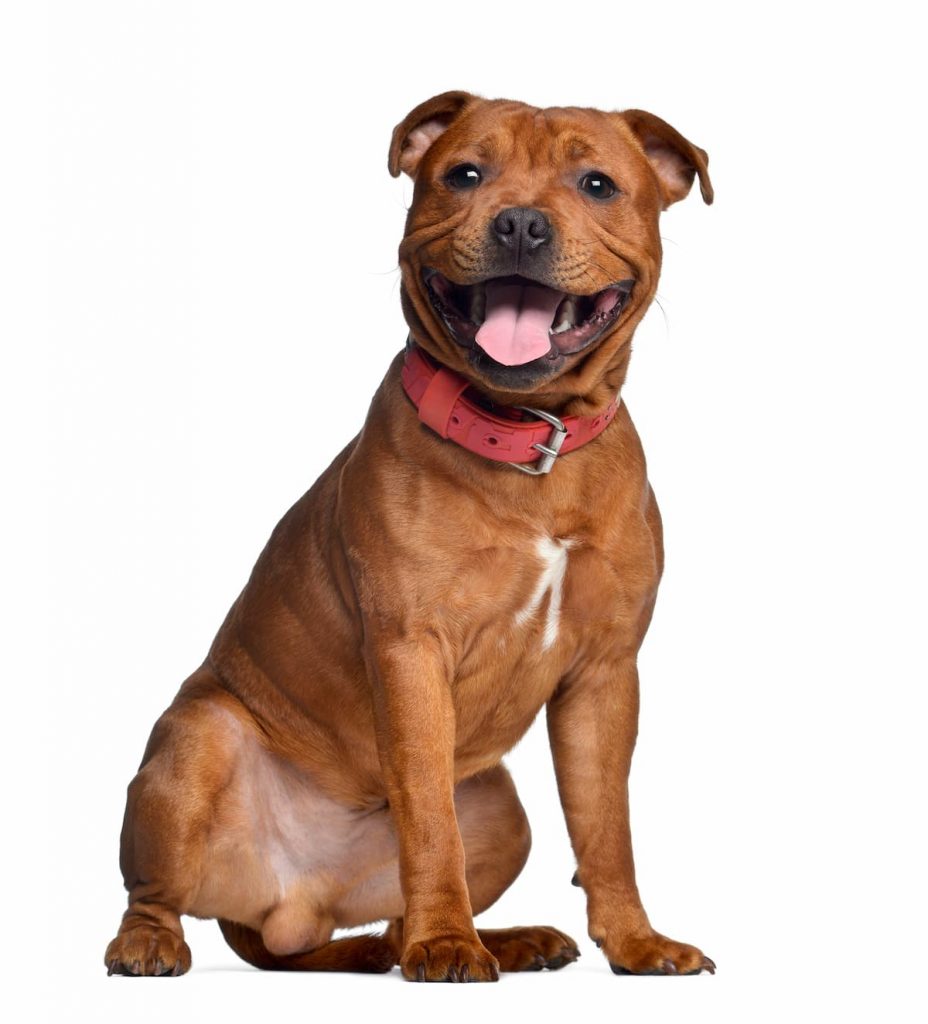 Staffordshire Bull Terrier marrom