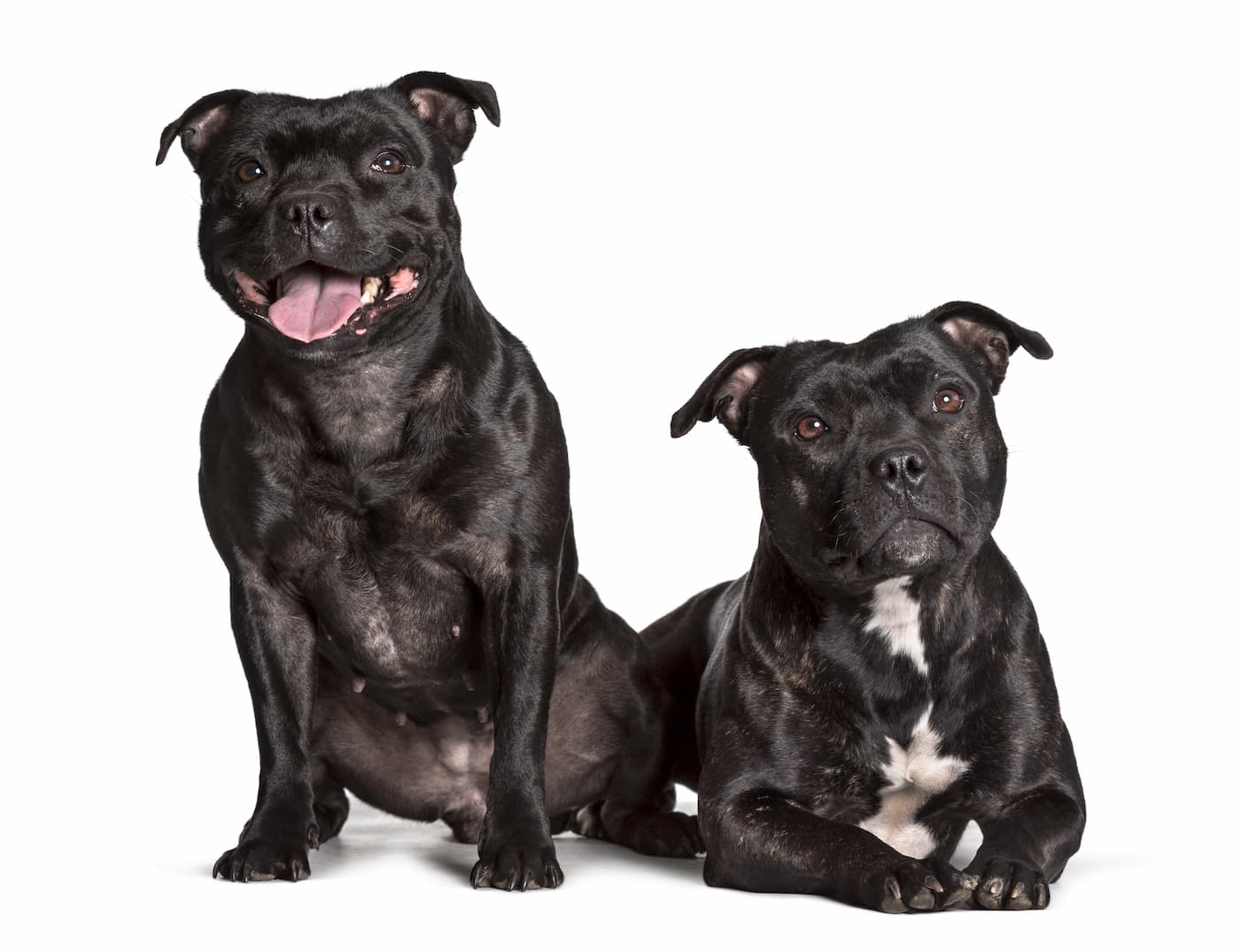 dois Staffordshire Bull Terrier